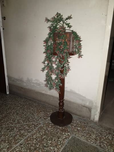 Decoration Plants