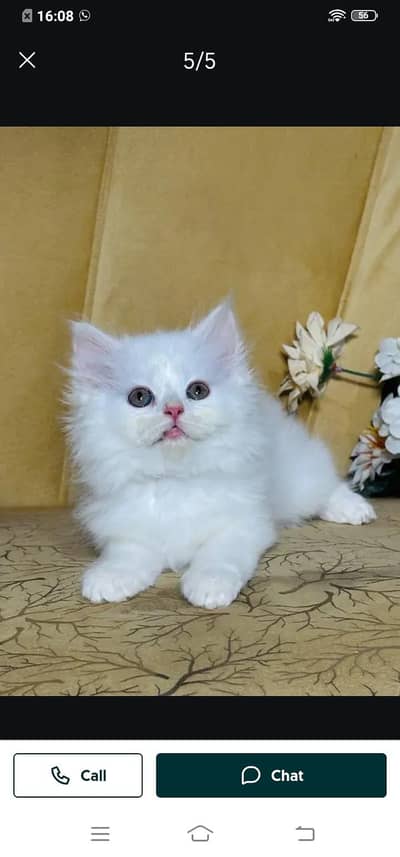 Persian cat for sale male or female my WhatsApp number3093629454