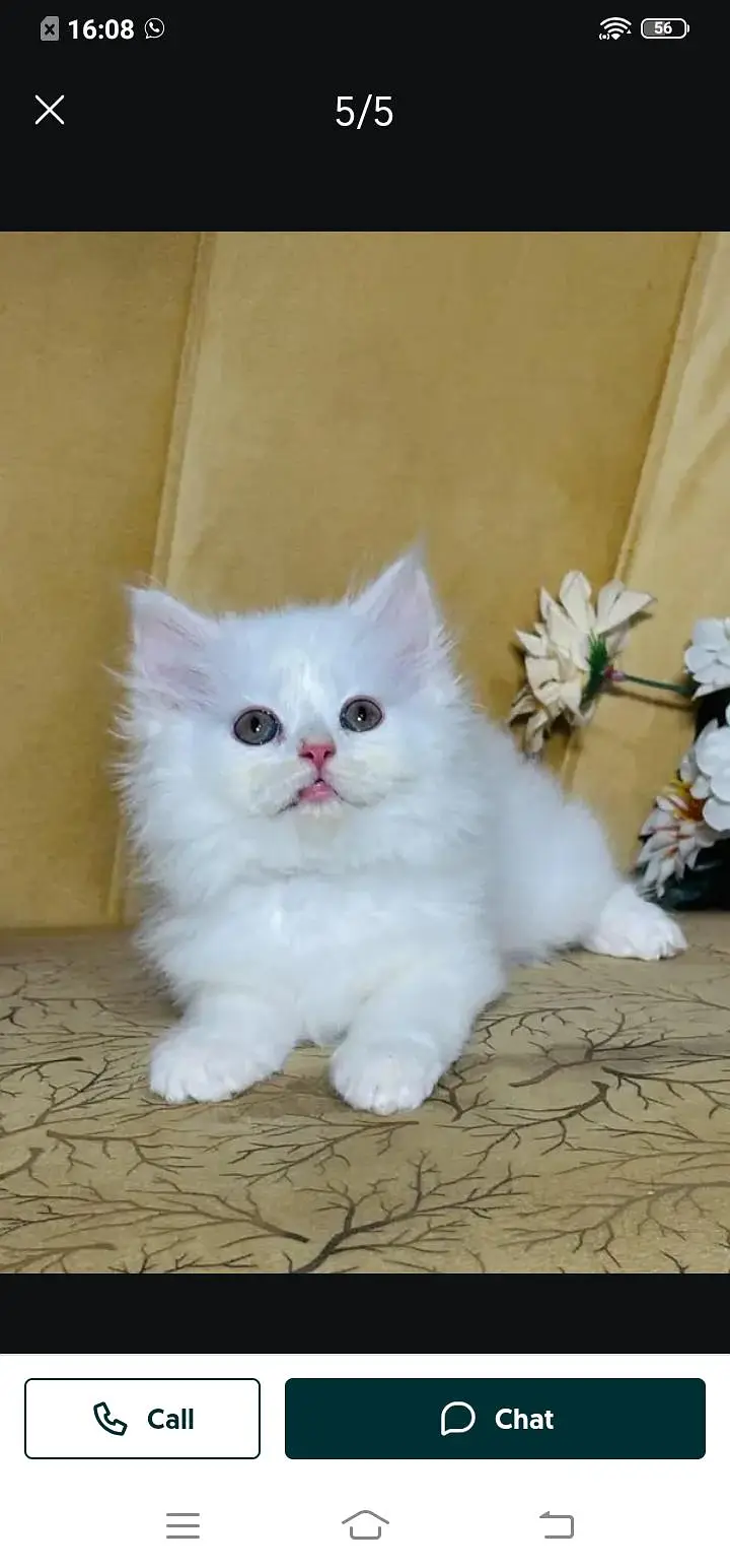 Persian cat for sale male or female my WhatsApp number3093629454 — photo 2