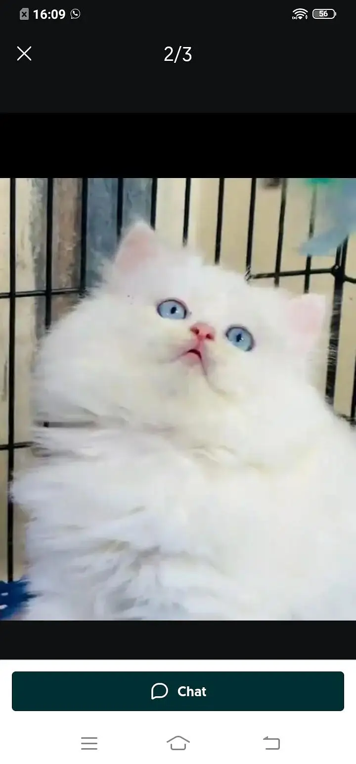 Persian cat for sale male or female my WhatsApp number3093629454 — photo 4