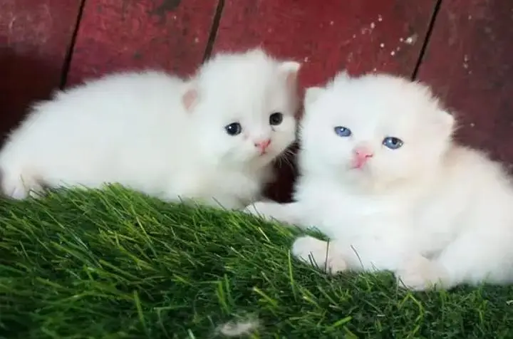 (Persian female kitten) (for sale all) (Pakistan delivery available) — photo 3