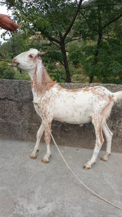 Bakra for sale