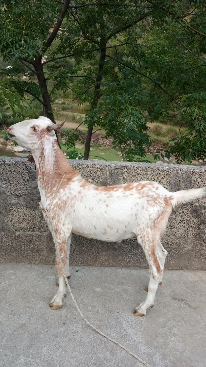 Bakra for sale — photo 2