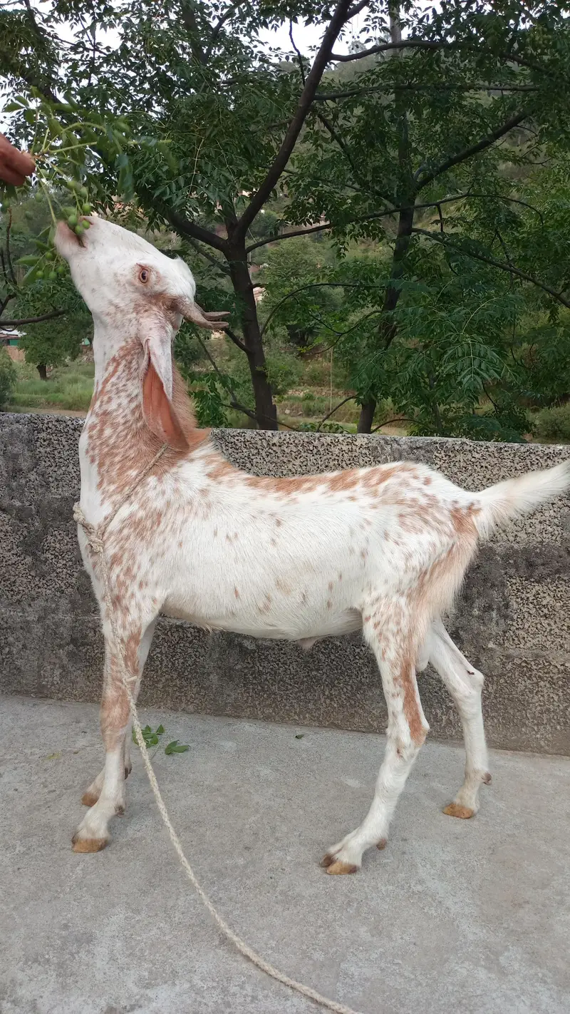 Bakra for sale — photo 3