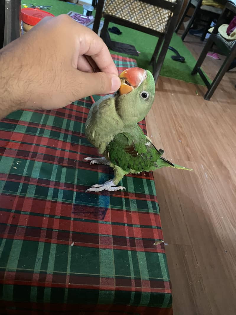 Raw parrot 3