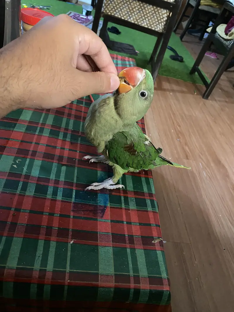 Raw parrot — photo 4
