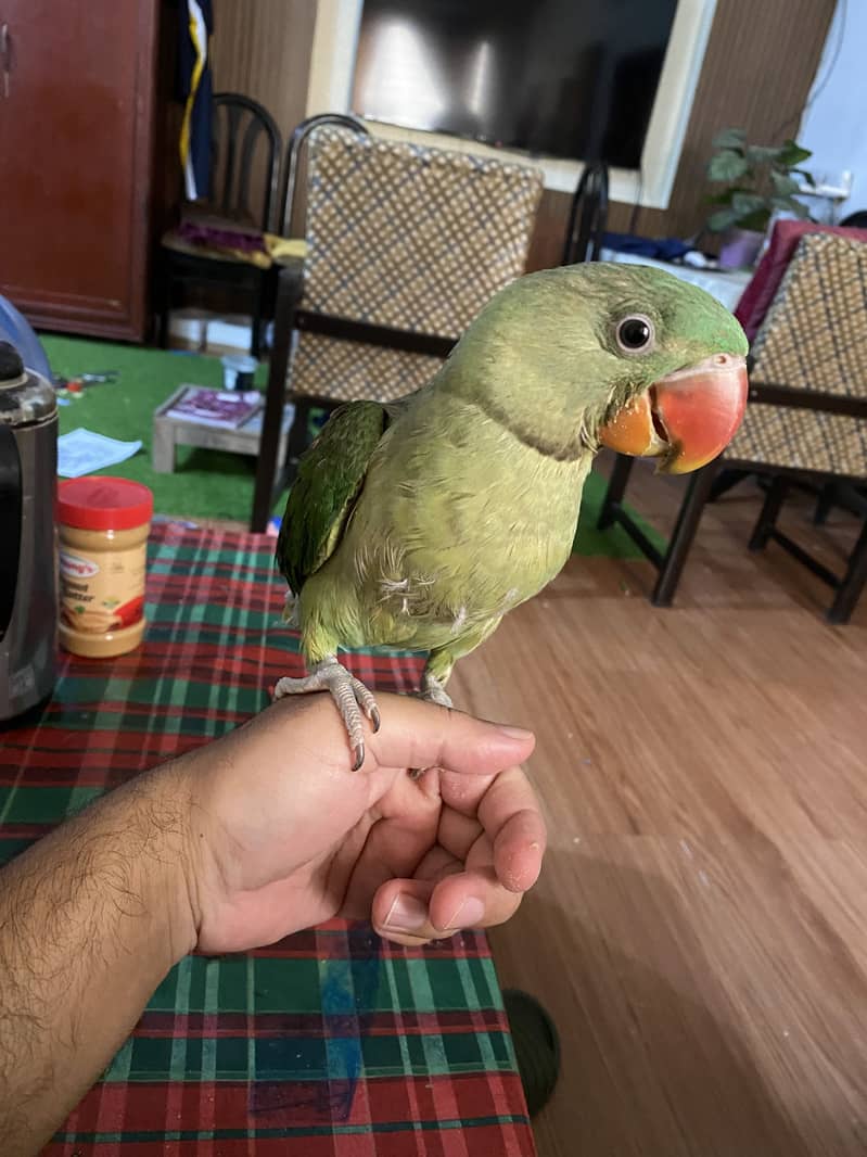 Raw parrot 1