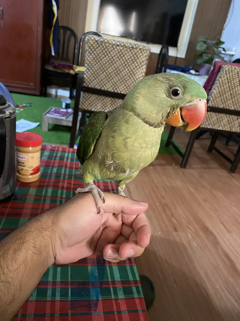 Raw parrot — photo 2