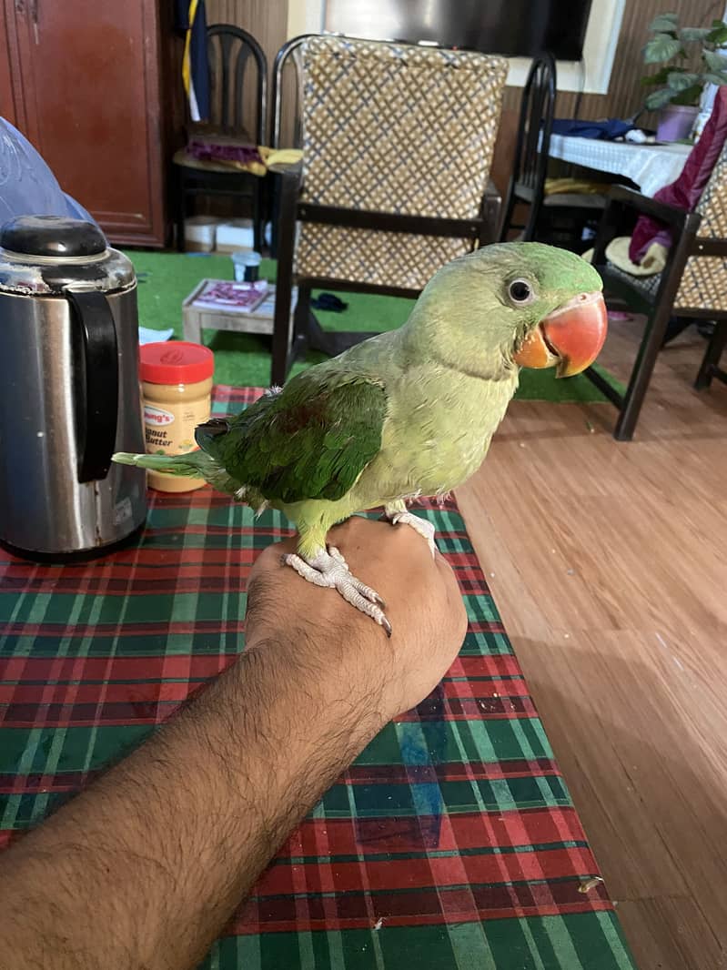 Raw parrot 2