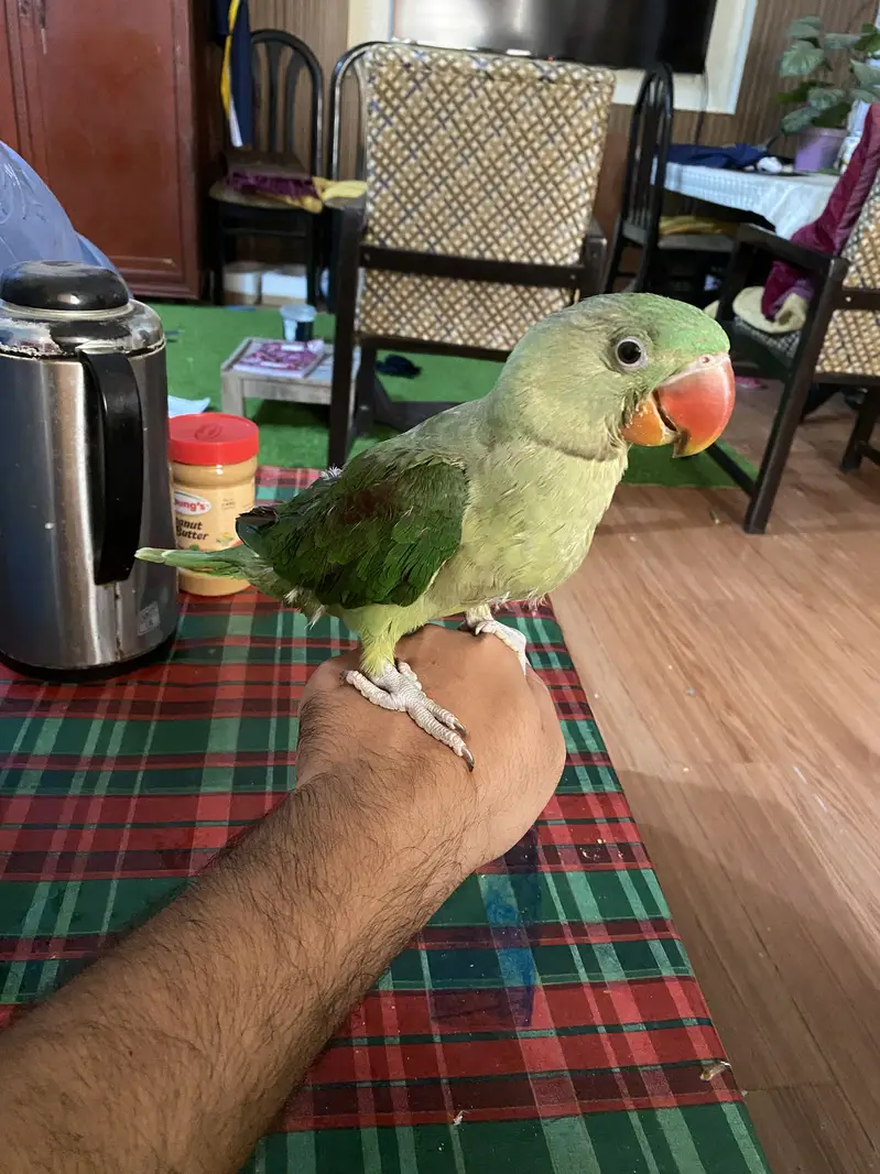 Raw parrot — photo 3
