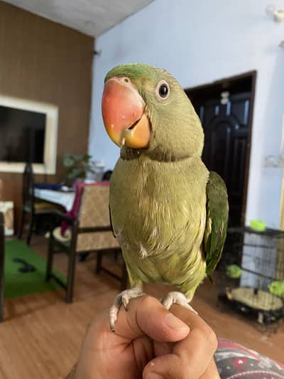 Raw parrot