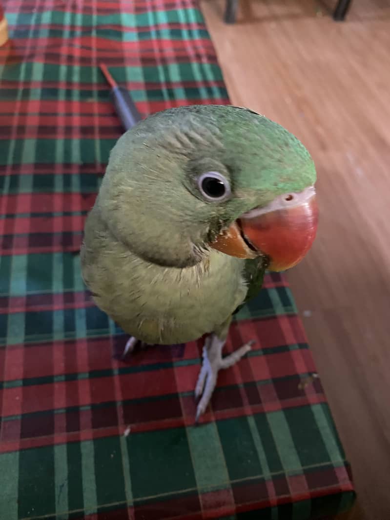 Raw parrot 4