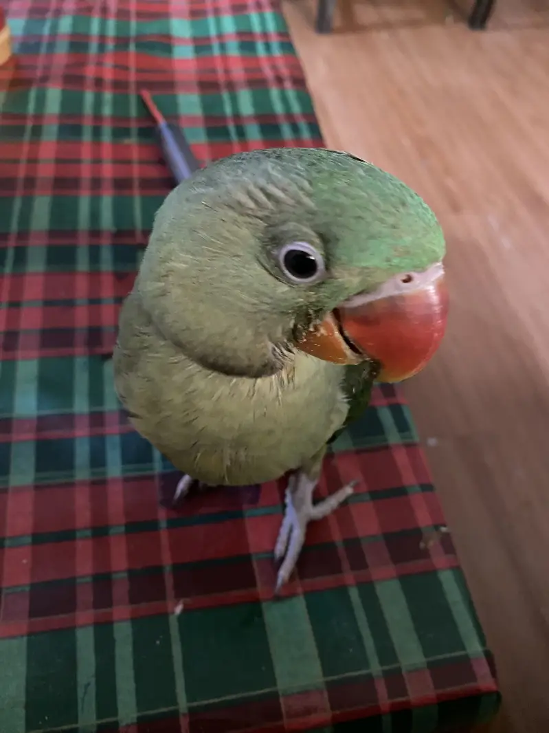 Raw parrot — photo 5