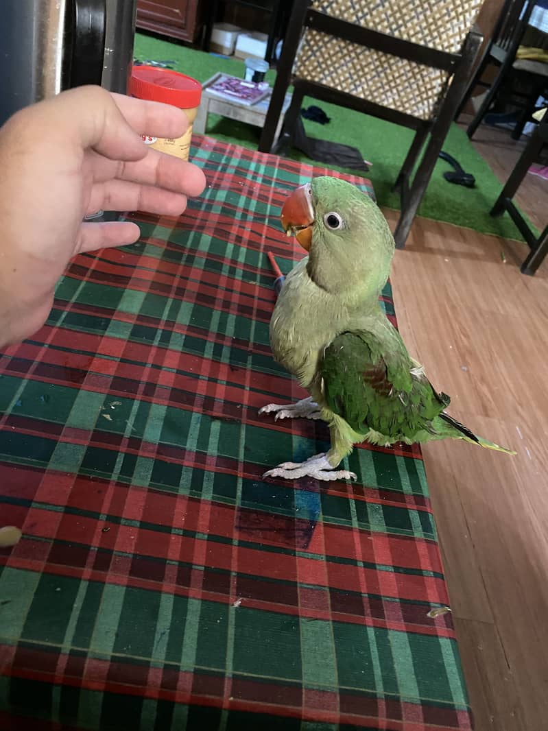 Raw parrot 5