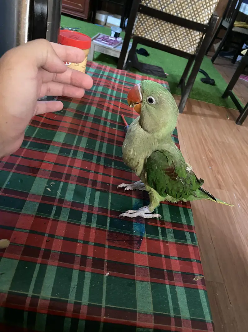 Raw parrot — photo 6