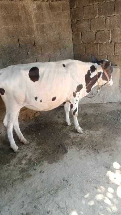 wachi for sale
