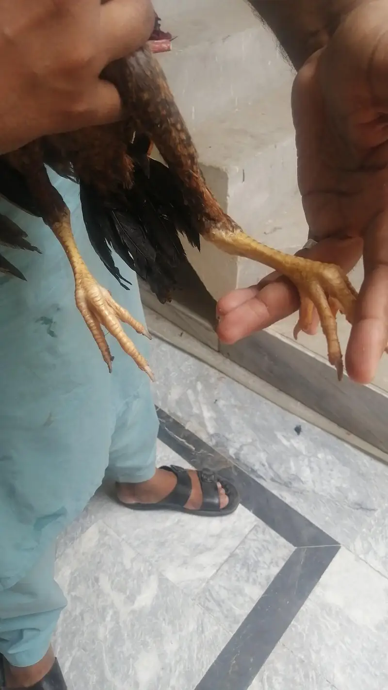 pure aseel — photo 2