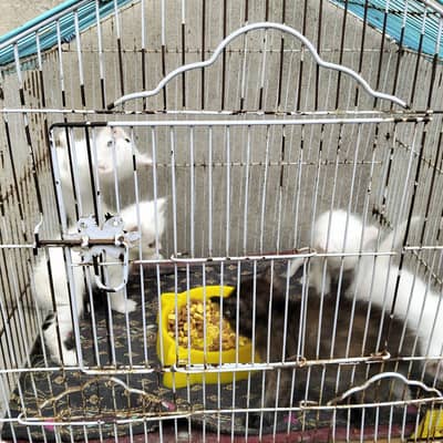 cats love