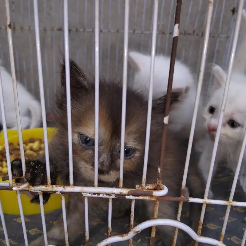 cats love — photo 3