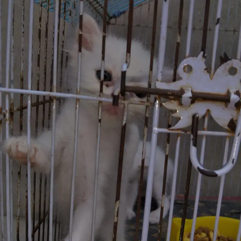 cats love — photo 4