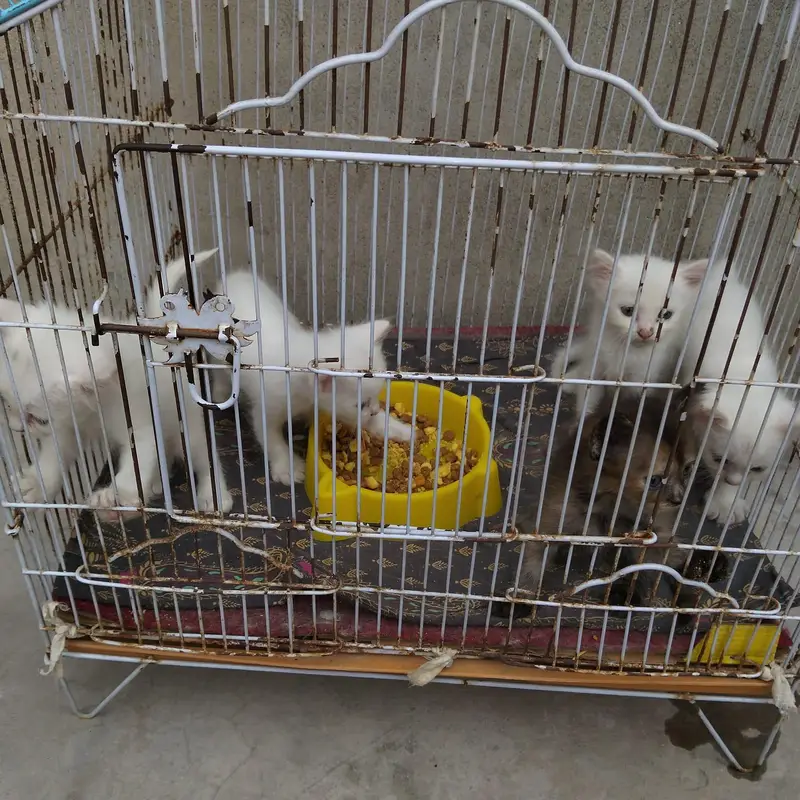 cats love — photo 5