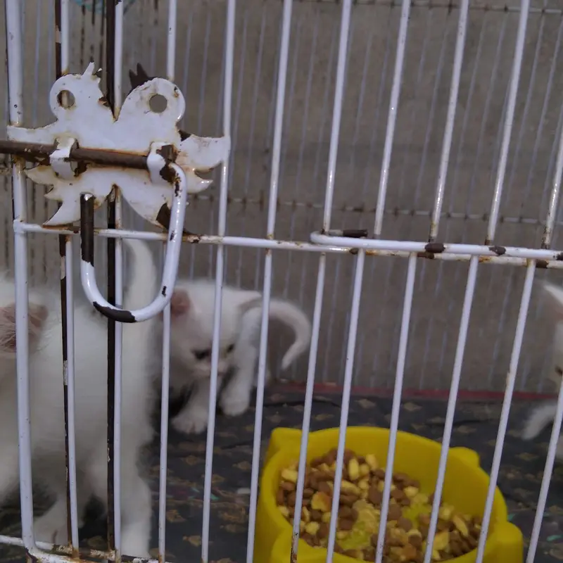 cats love — photo 7