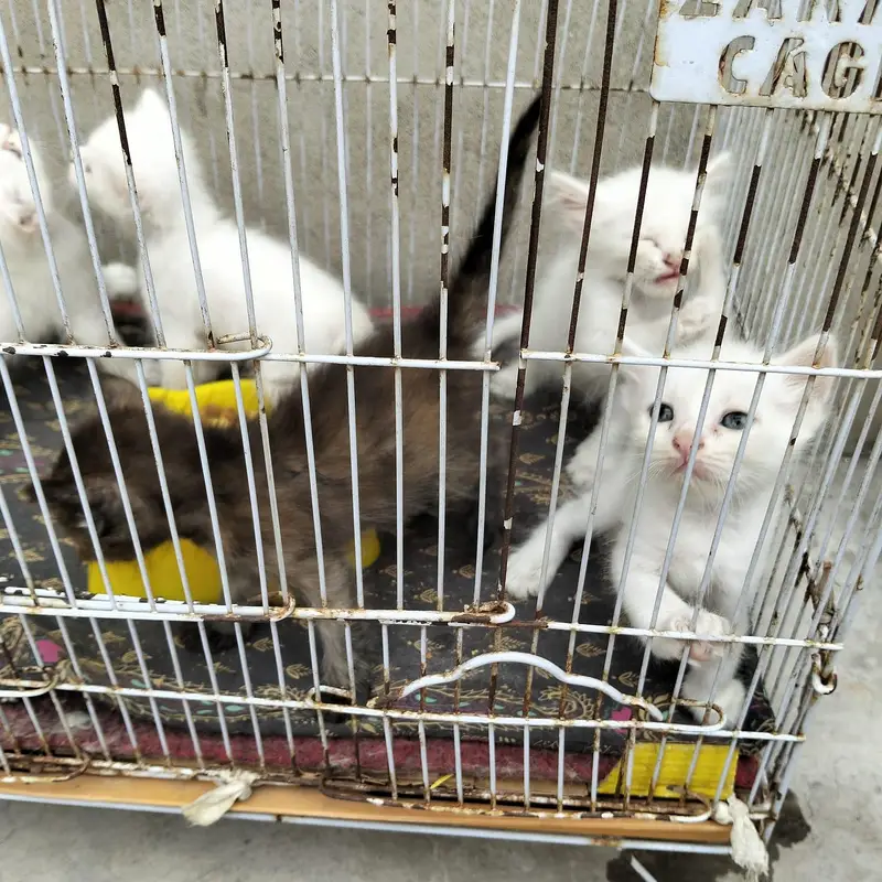 cats love — photo 8