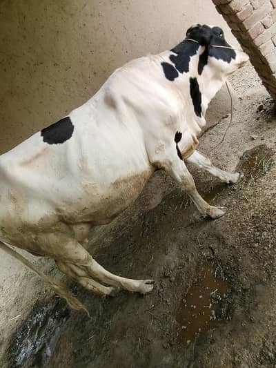 COW READY FOR SALE
