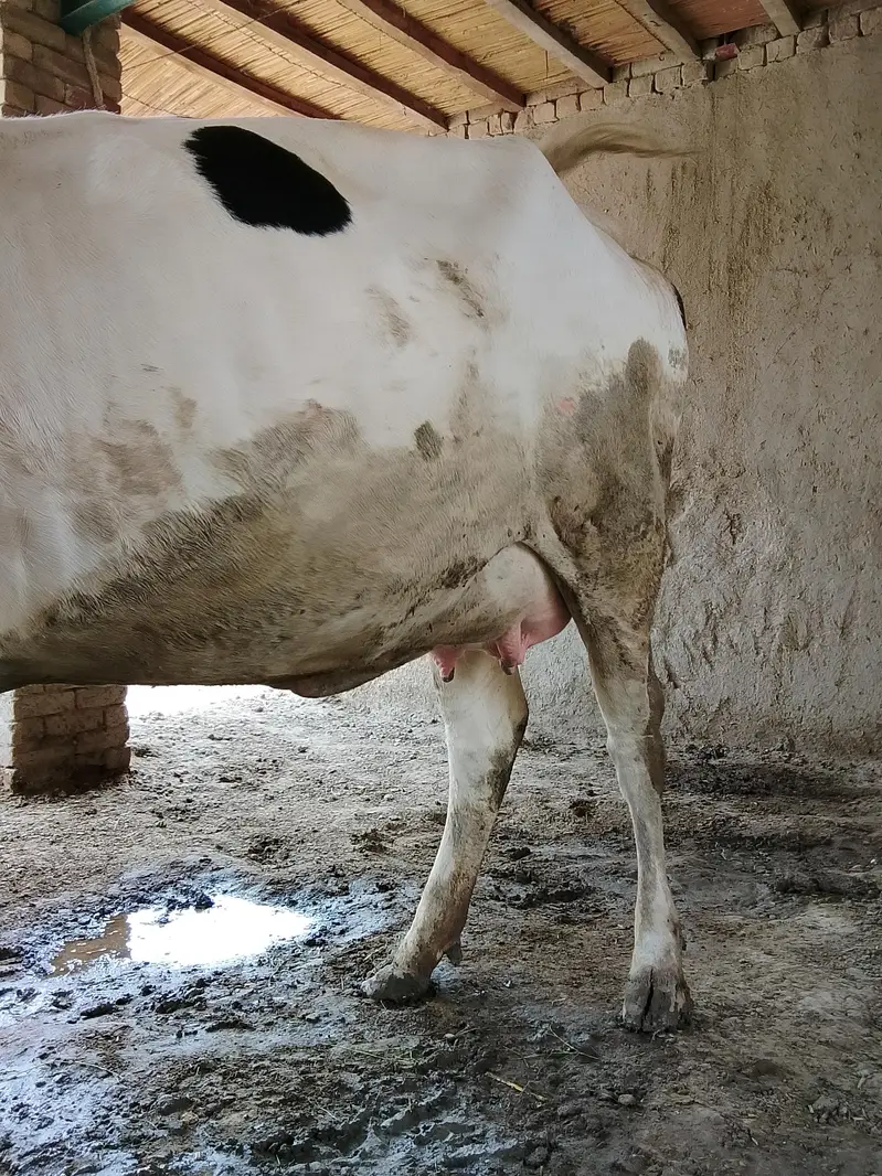COW READY FOR SALE — photo 3