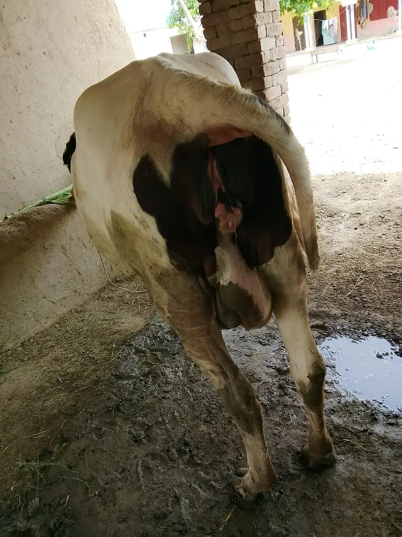 COW READY FOR SALE — photo 4