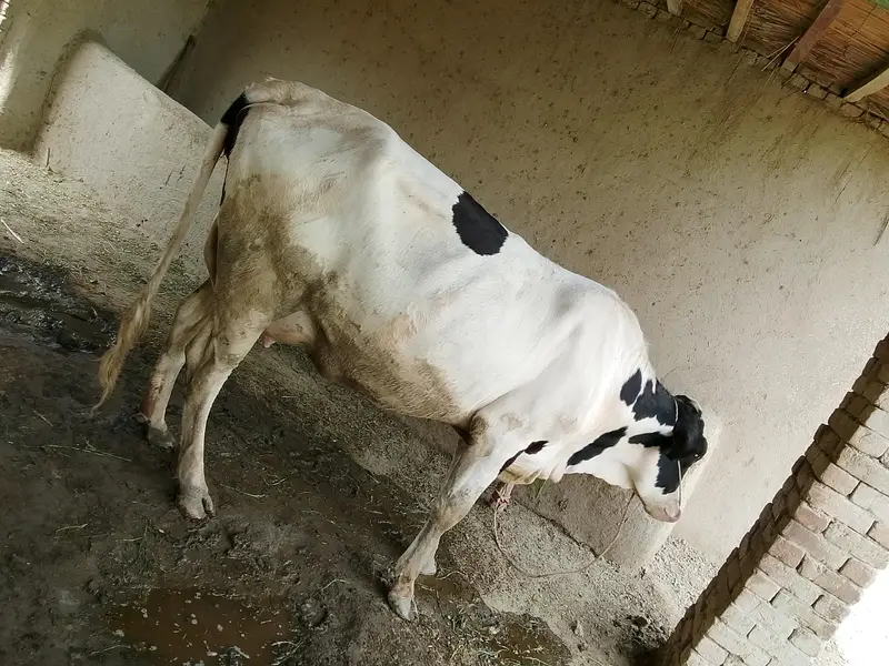 COW READY FOR SALE — photo 5