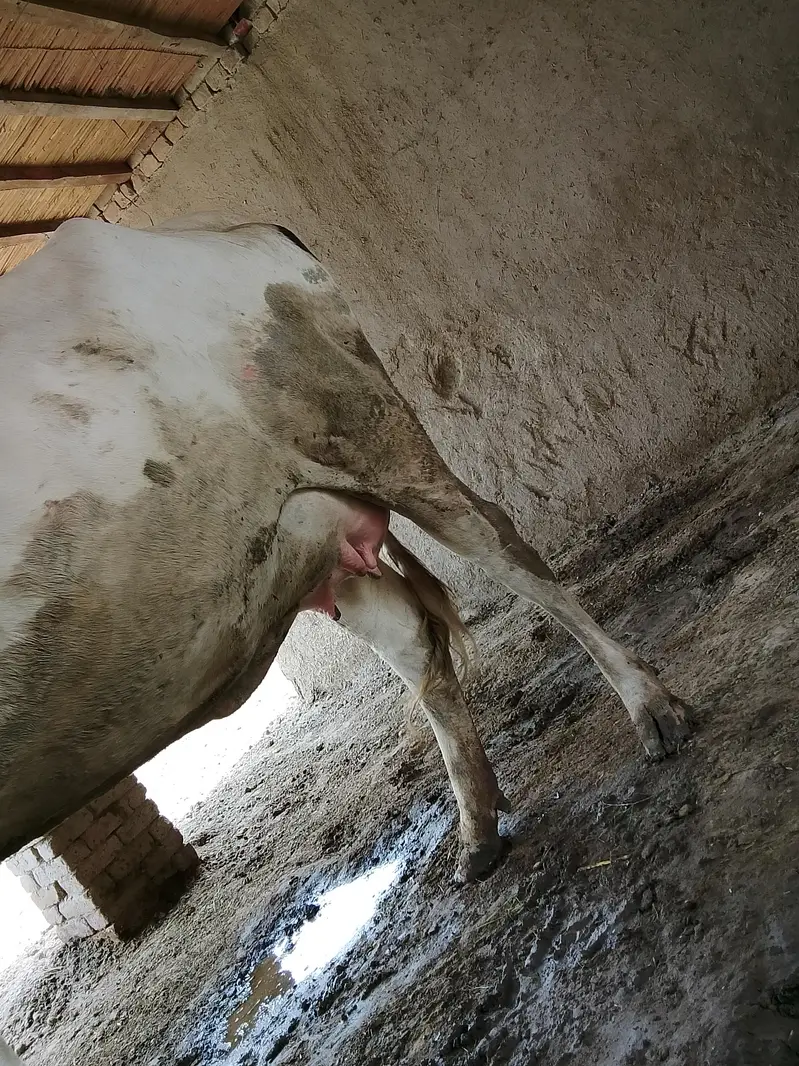 COW READY FOR SALE — photo 6