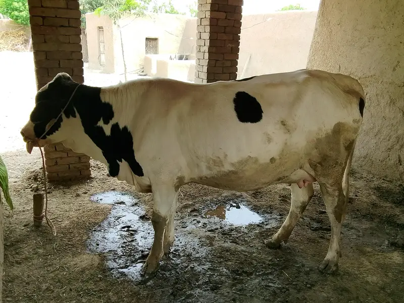 COW READY FOR SALE — photo 7