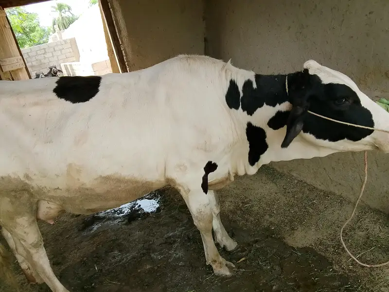COW READY FOR SALE — photo 8