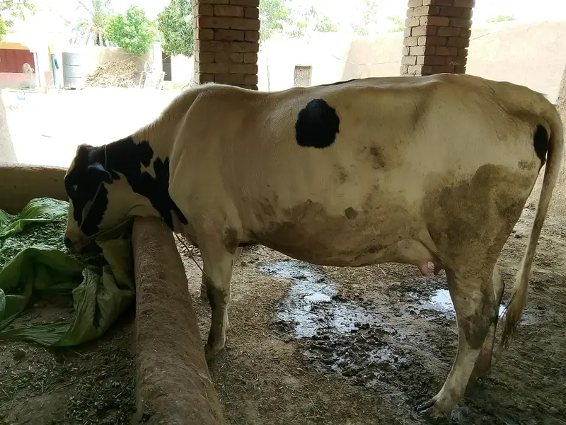 COW READY FOR SALE — photo 9