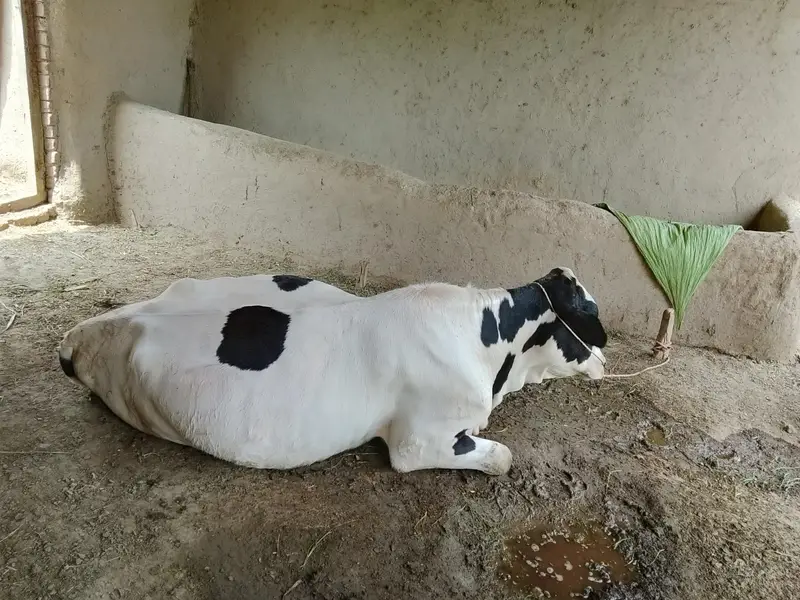 COW READY FOR SALE — photo 10