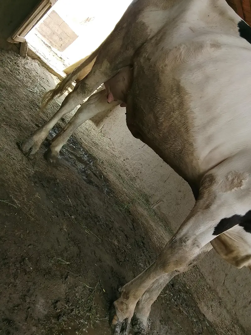 COW READY FOR SALE — photo 11