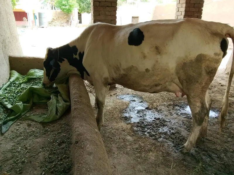COW READY FOR SALE — photo 12