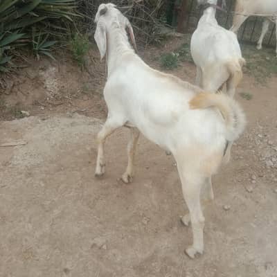 bakra for sale