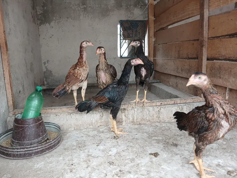 Aseel Patha — photo 5