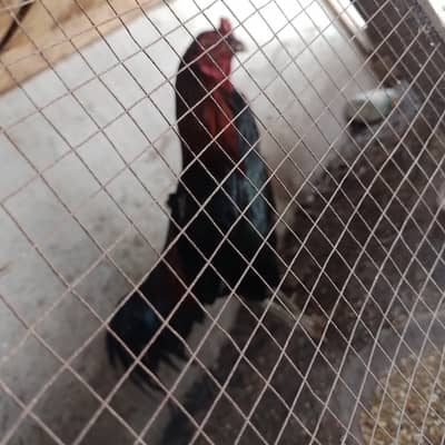 Aseel for sale 4 male 3 female