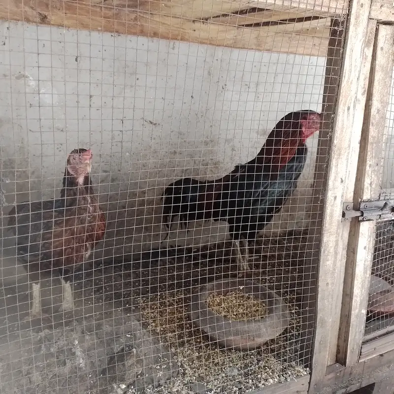 Aseel for sale 4 male 3 female — photo 2