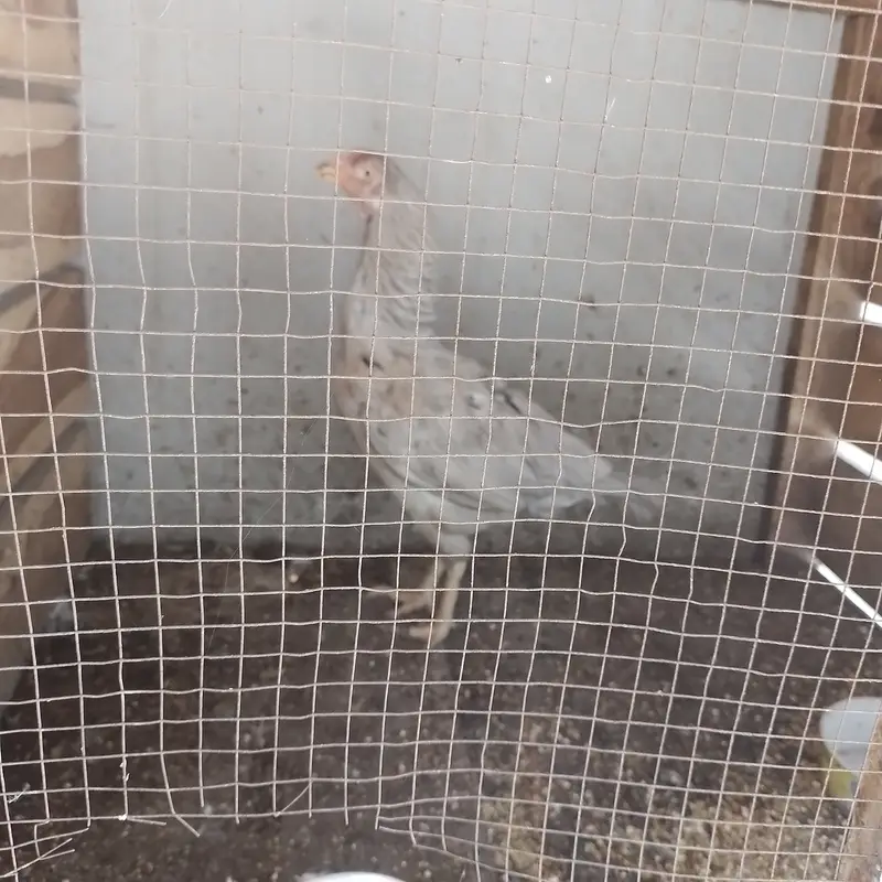 Aseel for sale 4 male 3 female — photo 3