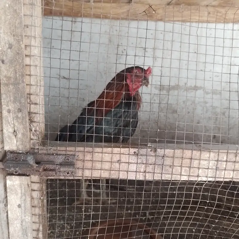 Aseel for sale 4 male 3 female — photo 4