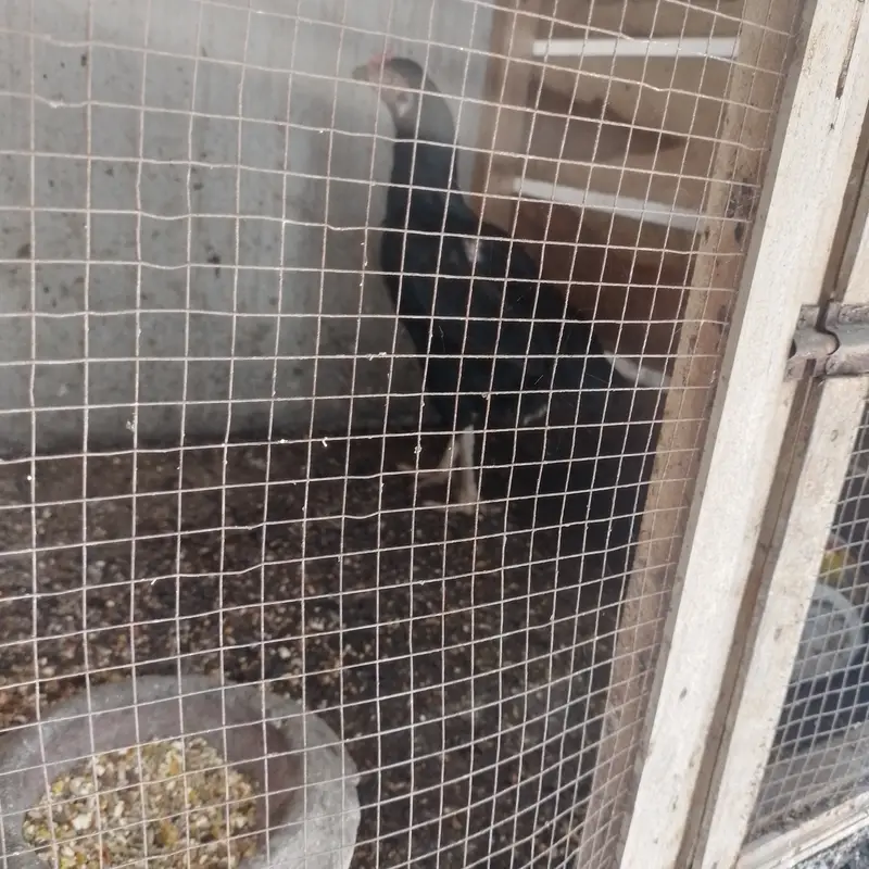 Aseel for sale 4 male 3 female — photo 5
