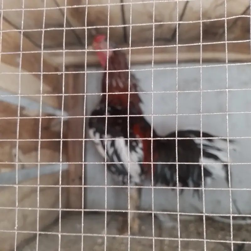 Aseel for sale 4 male 3 female — photo 6