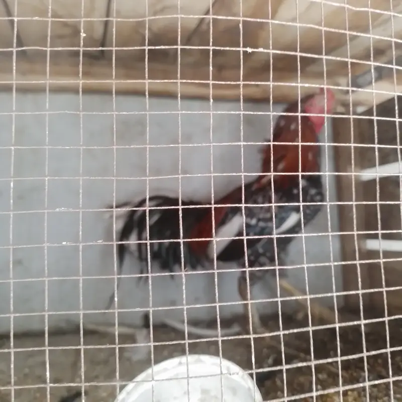 Aseel for sale 4 male 3 female — photo 7