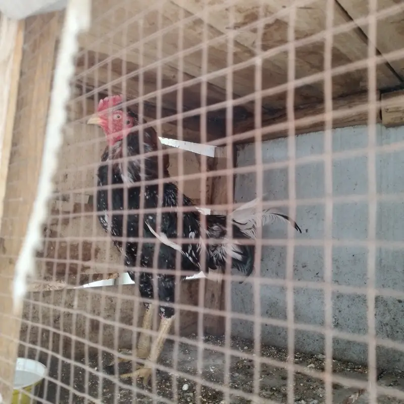 Aseel for sale 4 male 3 female — photo 8