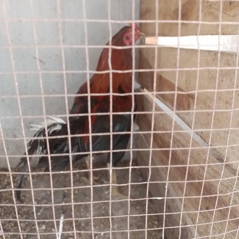 Aseel for sale 4 male 3 female — photo 9