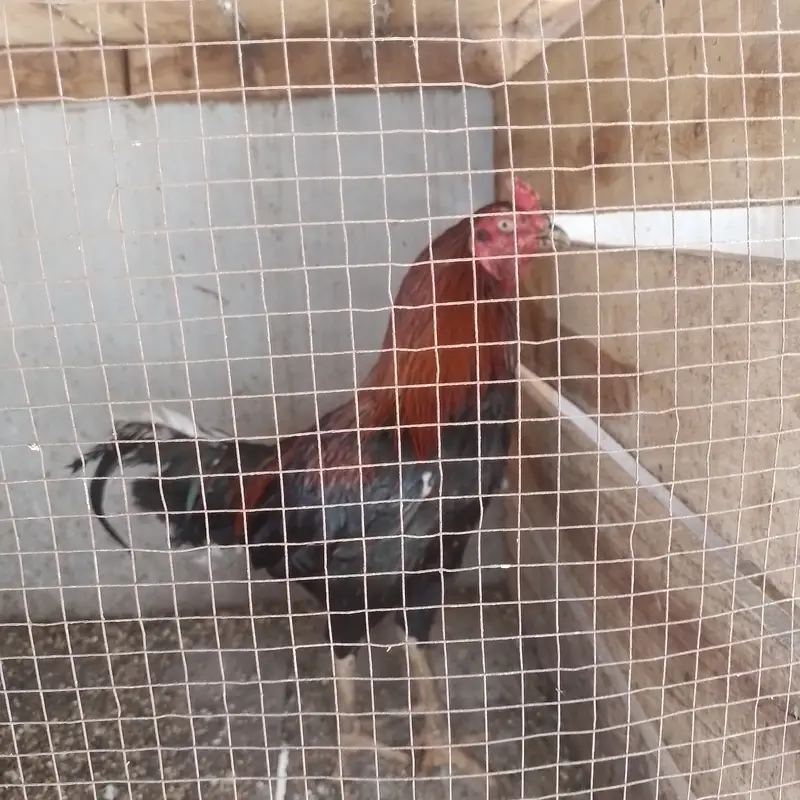 Aseel for sale 4 male 3 female — photo 10